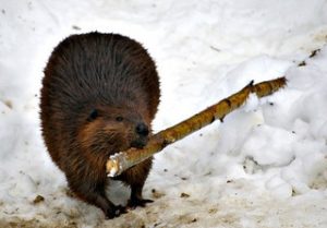 Beaver