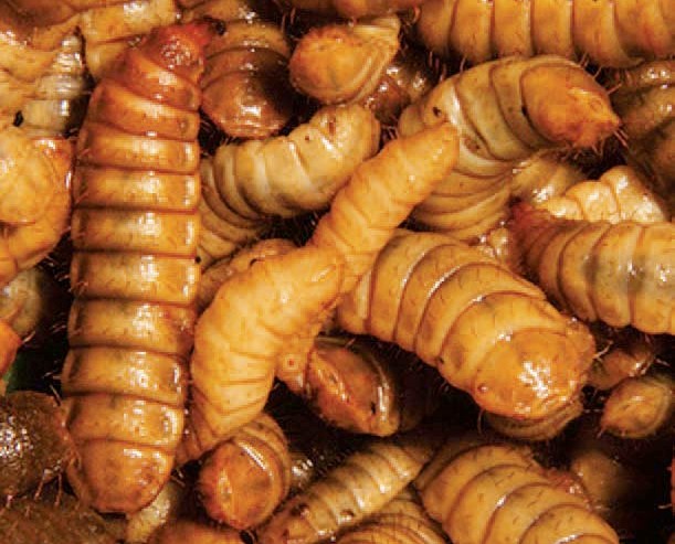 Where Do Maggots Come From & How To Get Rid Of Them