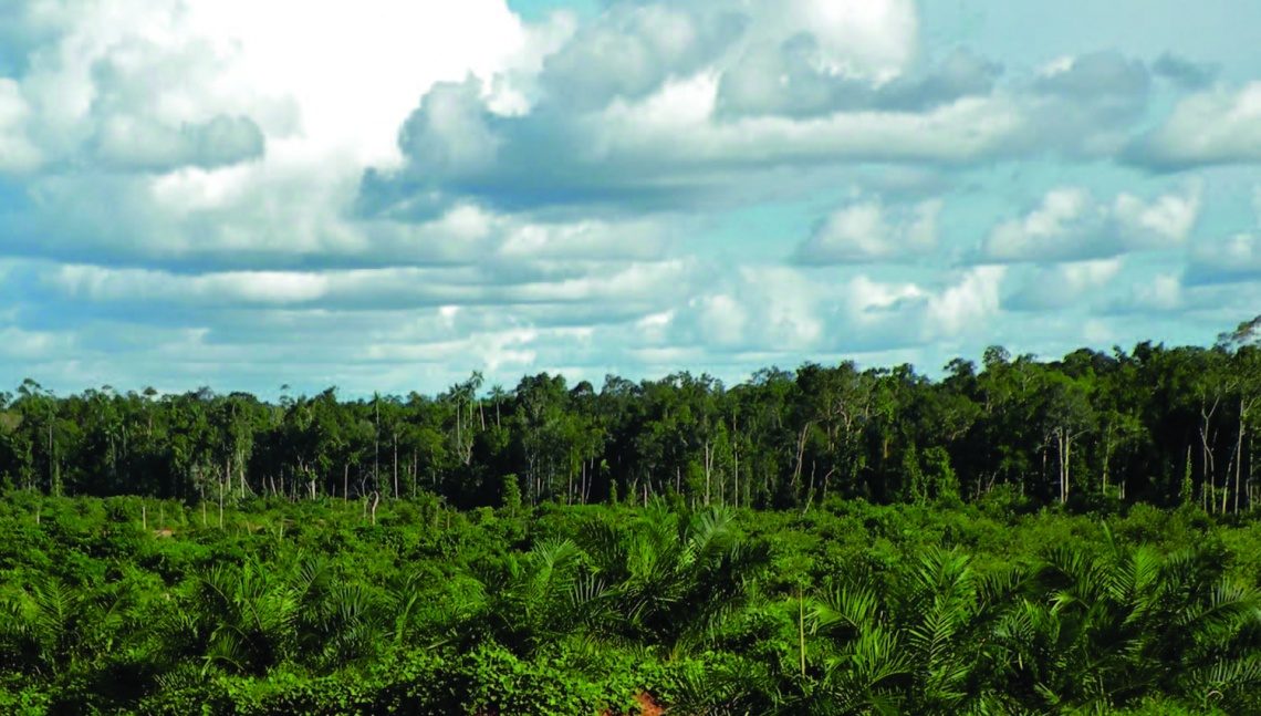 Palm Plantation