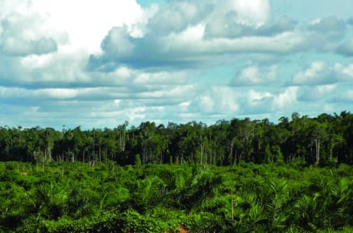 Palm Plantation