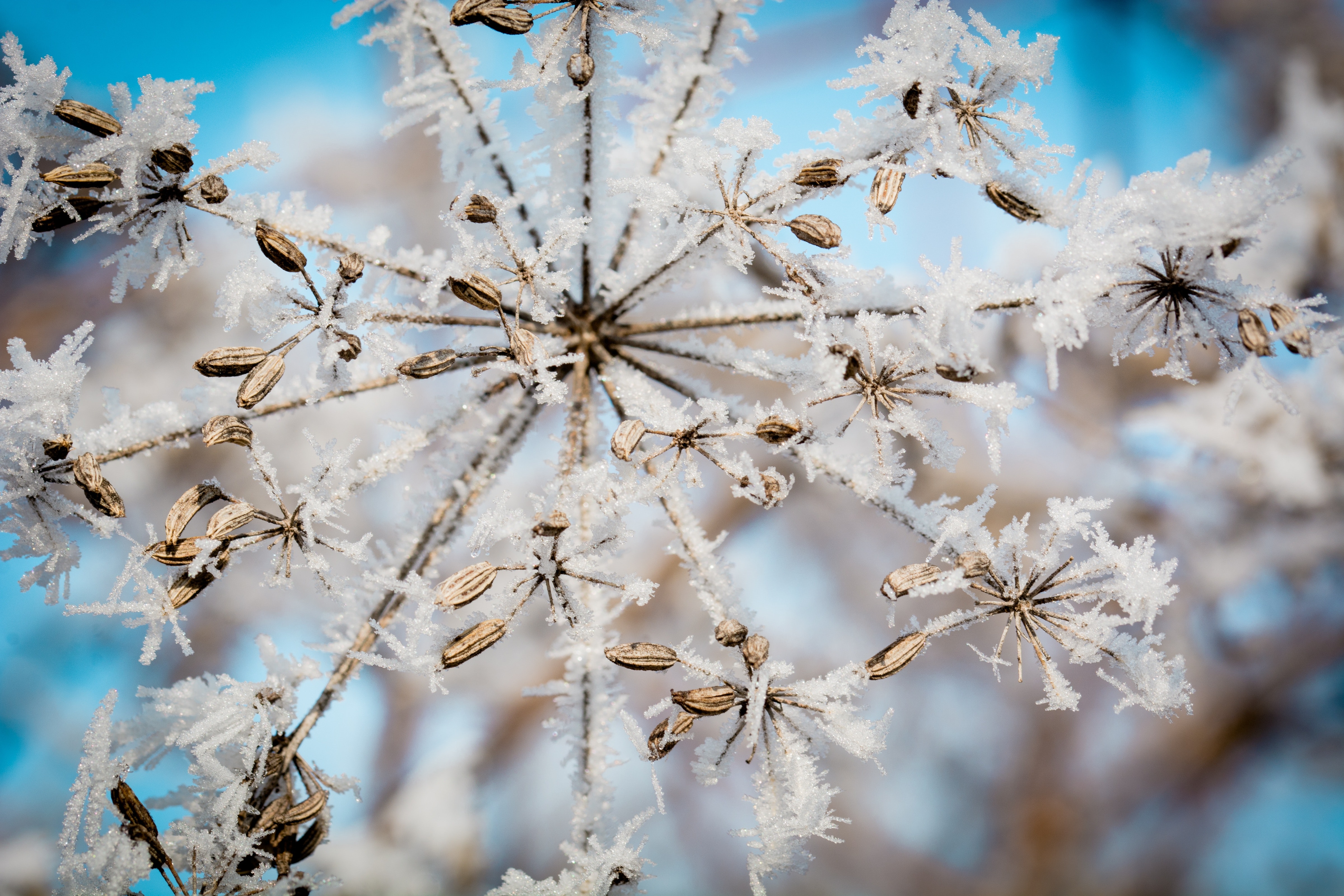 Холодный колючий зимний. Зима цветы солнце. Цветы на морозе. Морозец цветок. Кристаллы льда на ветках деревьев.