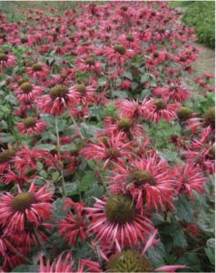 Herb Bee Balm