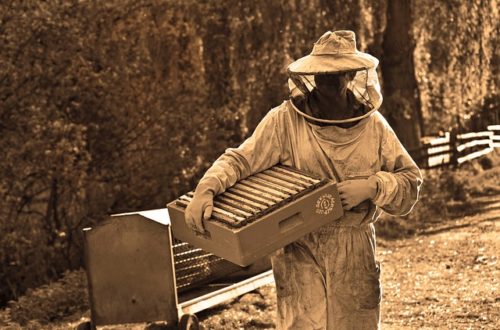 Beekeeper with hives