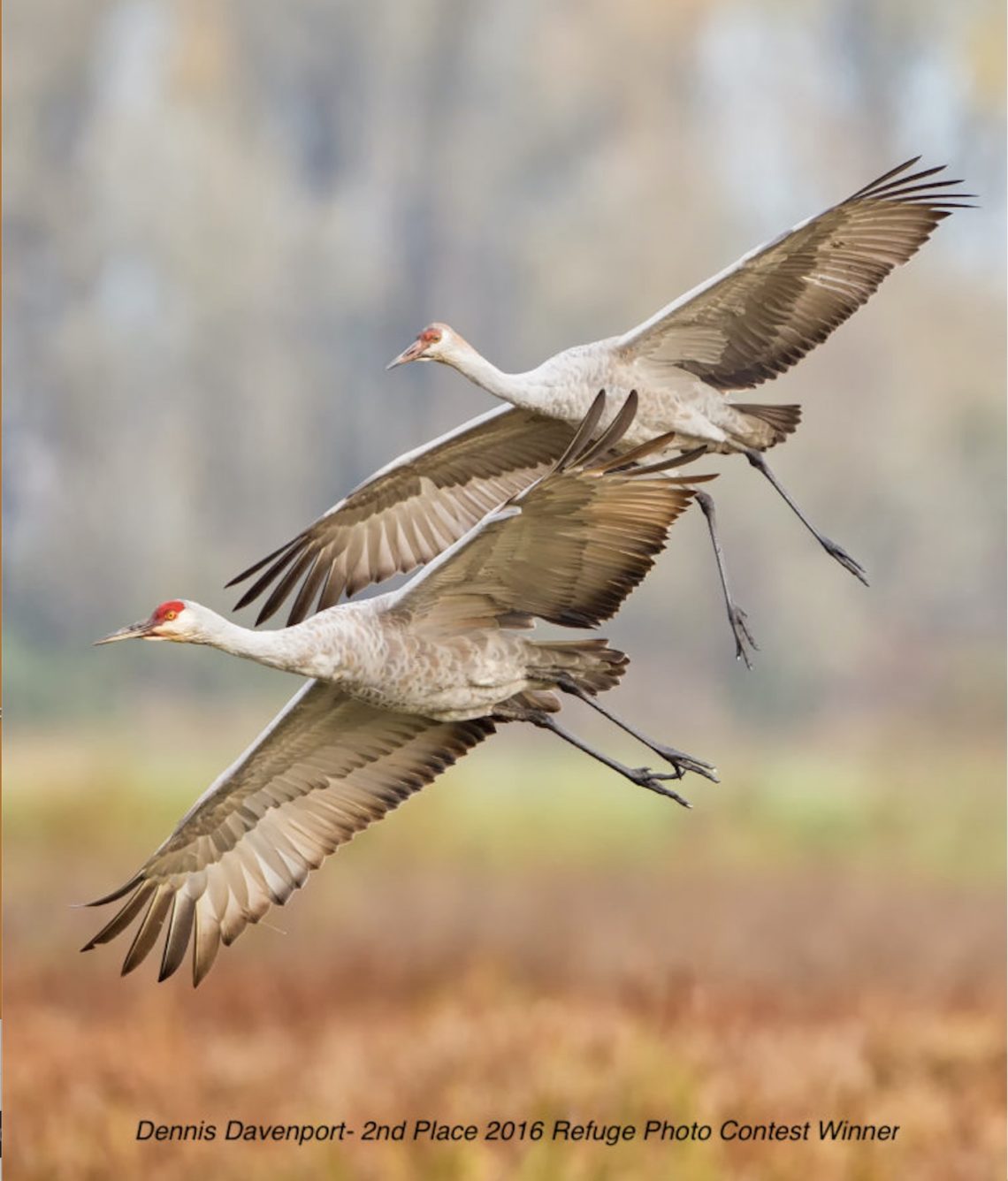 Sand Cranes