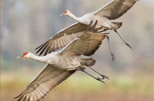 Sand Cranes