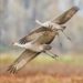 Sand Cranes