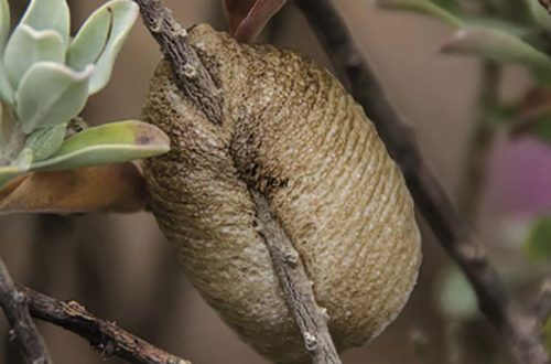 Mass of Praying Mantis eggs