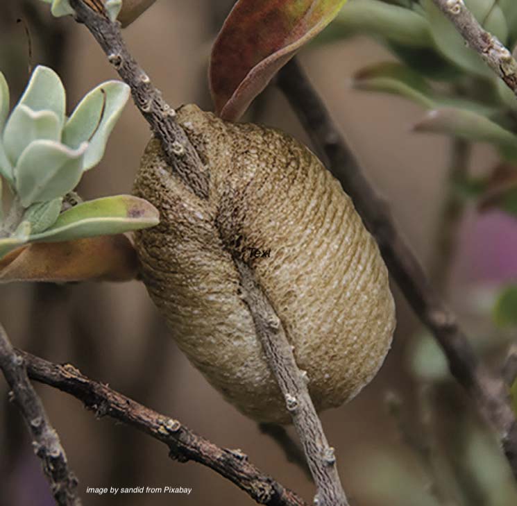 Mass of Praying Mantis eggs