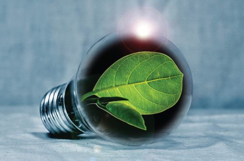 Green Leaf in Light Bulb