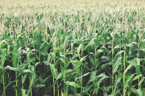 Corn Field up close