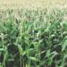 Corn Field up close
