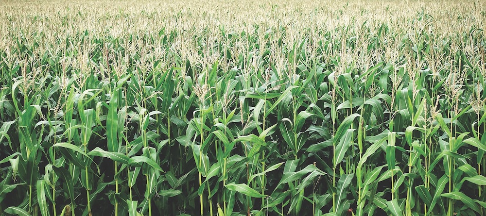 Corn Field up close