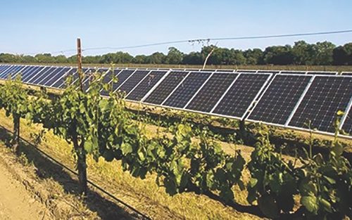 Solar-Powered Winery