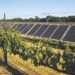 Solar-Powered Winery