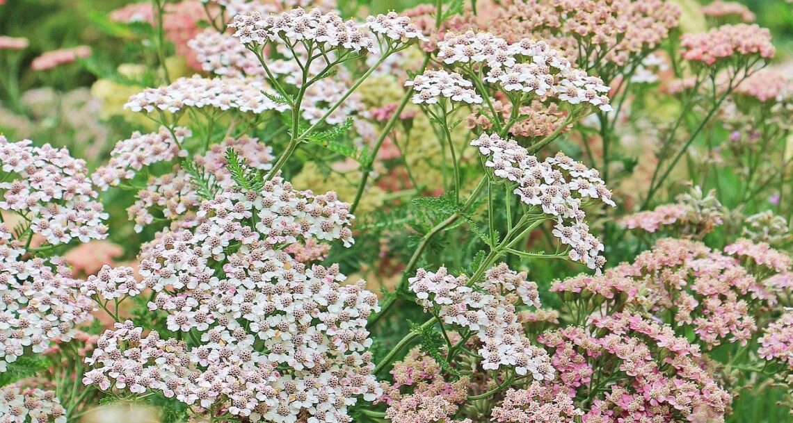 yarrow plant