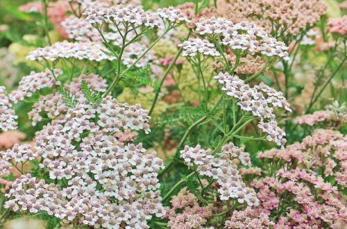 yarrow plant