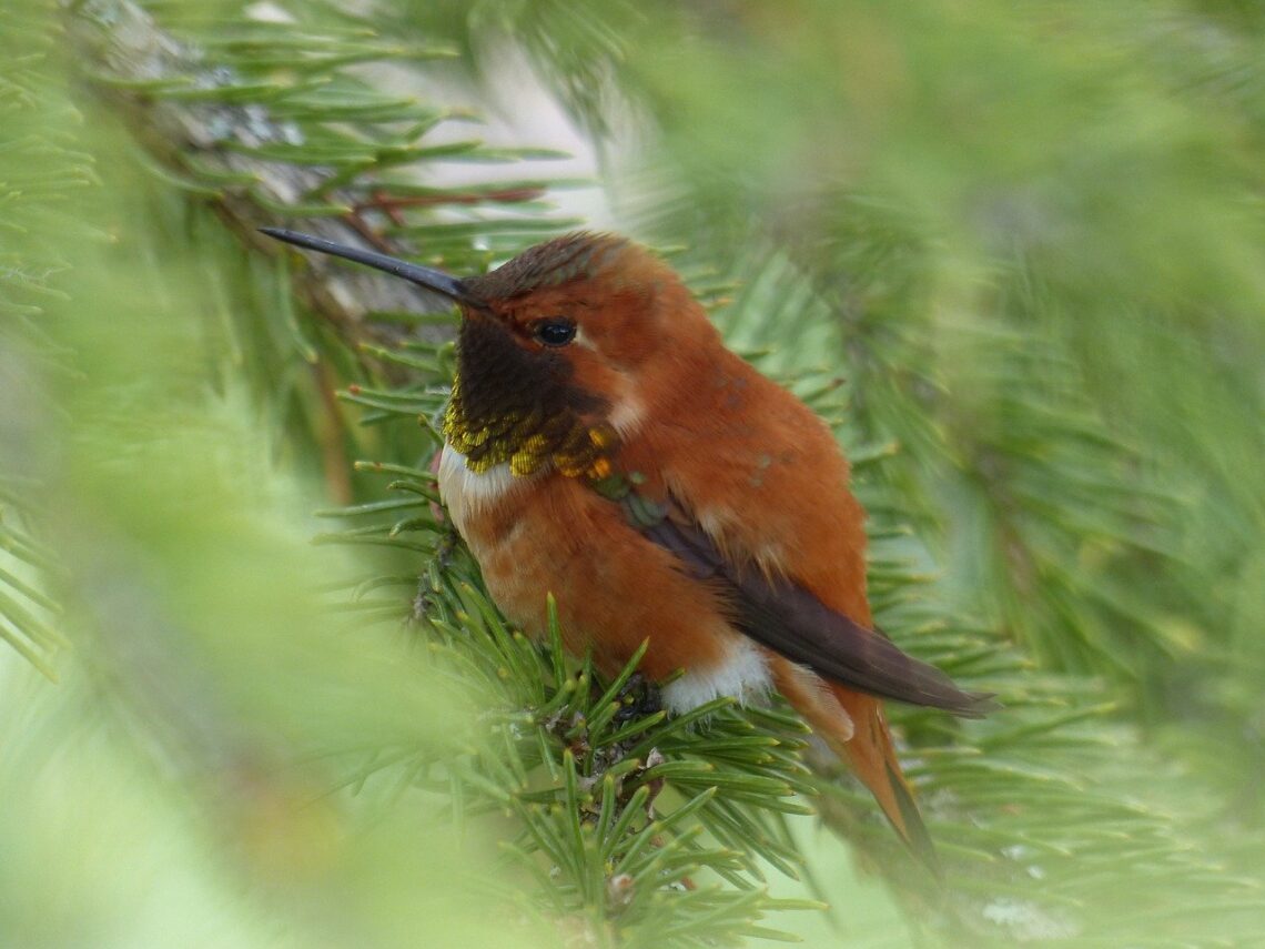 Hummingbird