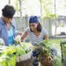 Women Gardening Herbs