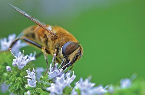 Bee on Rosemary blossoms