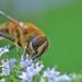 Bee on Rosemary blossoms