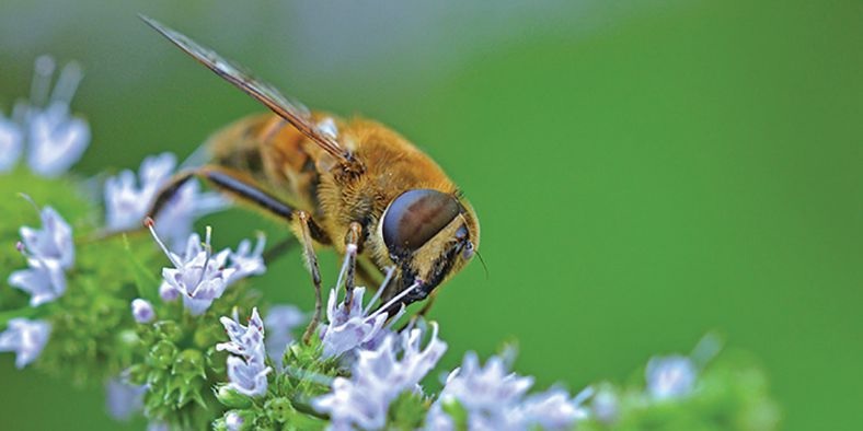 Bee on Rosemary blossoms