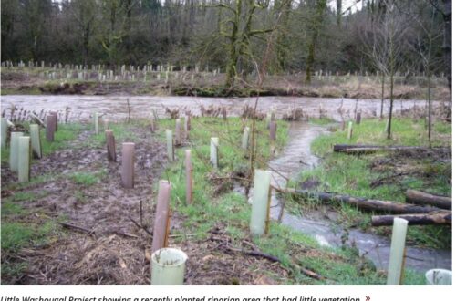 Washougal Riparian Project