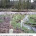 Washougal Riparian Project