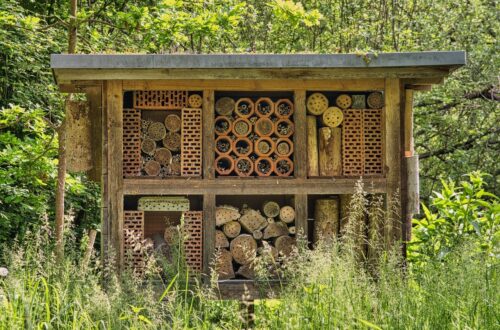 wild bee house