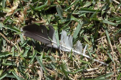 Bird feather