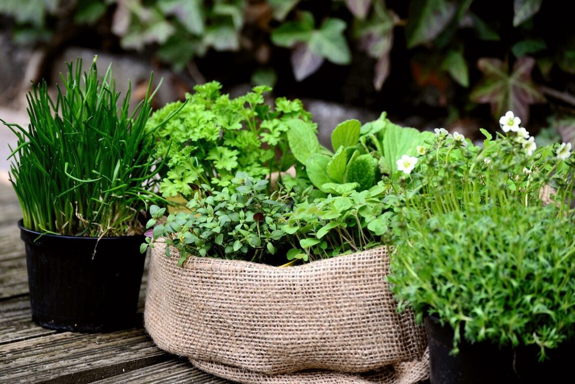 Herb Plants