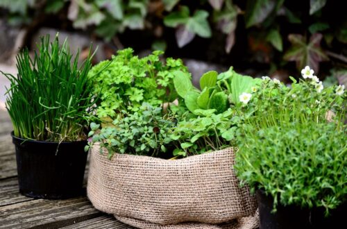 Herb Plants