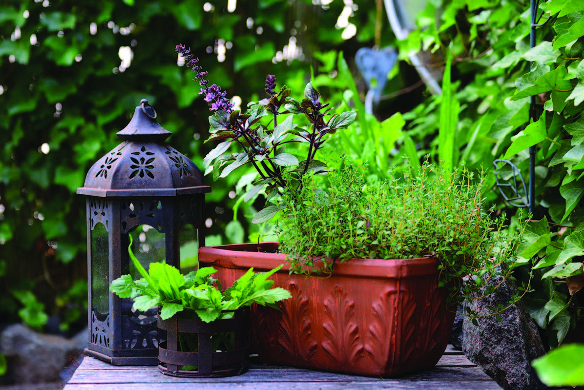Holy Basil plant