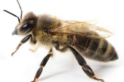 Honey Bee Pollinator