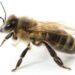 Honey Bee Pollinator