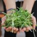 Microgreens