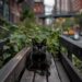 Cat in Urban Greenery