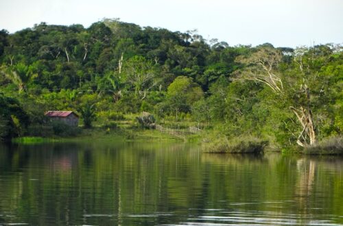 Amazon forest and habitat