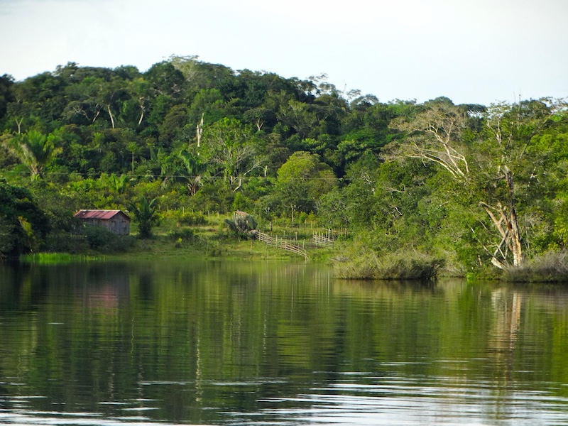 Amazon forest and habitat
